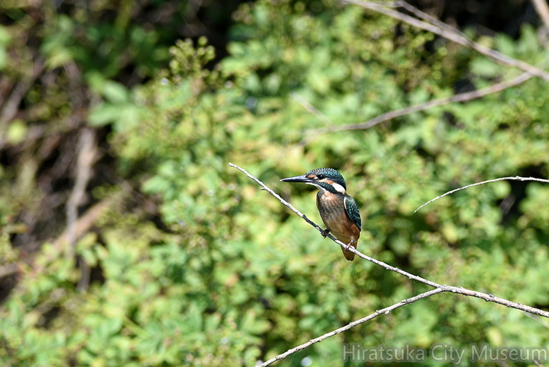2018.06.25平塚カワセミ♂幼鳥(撮影 岡根武彦).jpg
