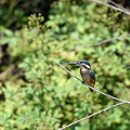 2018.06.25平塚カワセミ♂幼鳥(撮影 岡根武彦)