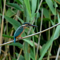 2000.01.14平塚カワセミ♀2(撮影 岡根武彦)