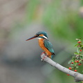 2008.08.01平塚カワセミ♀3(撮影 岡根武彦)
