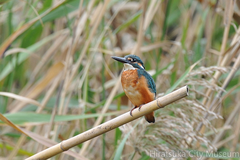 2008.08.01平塚カワセミ♂1(撮影 岡根武彦).jpg