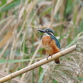 2008.08.01平塚カワセミ♂1(撮影 岡根武彦)
