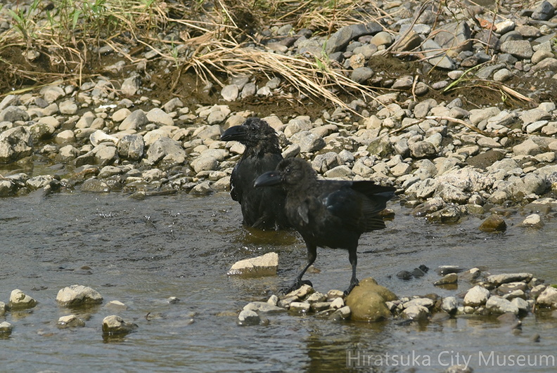 2016.09.02平塚ハシブトガラス(撮影 岡根武彦).jpg
