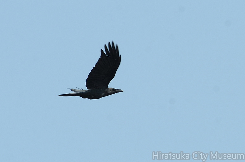 2013.02.23大磯ハシブトガラス(撮影 岡根武彦).jpg