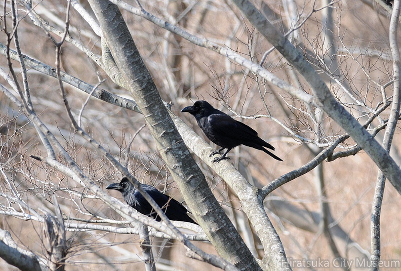 2013.02.23大磯ハシブトガラス2(撮影 岡根武彦).jpg