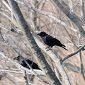 2013.02.23大磯ハシブトガラス2(撮影 岡根武彦)