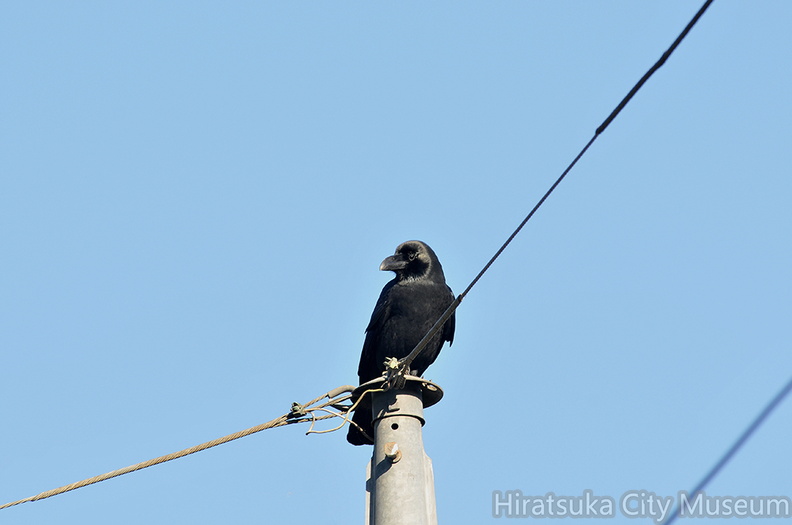 2014.11.13平塚ハシブトガラス(撮影 岡根武彦).jpg