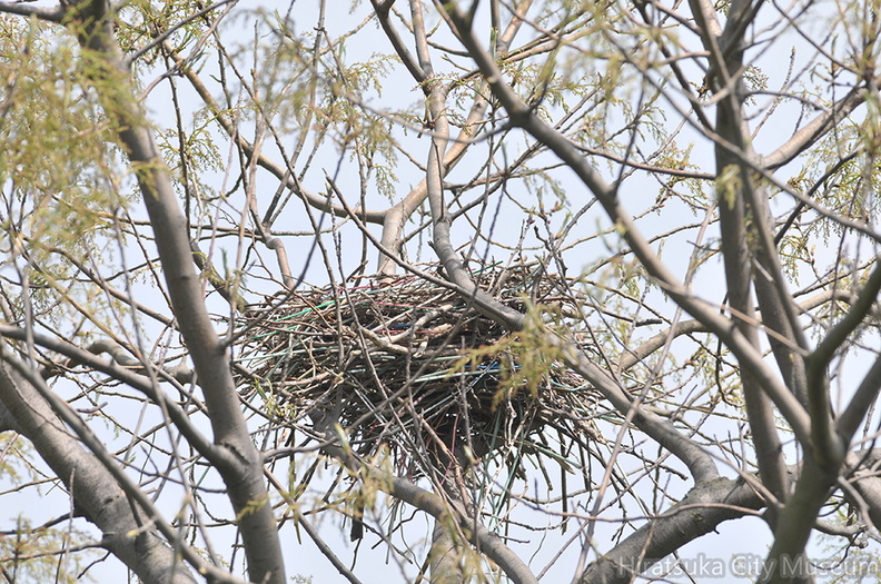 2015.04.24平塚ハシボソガラスの巣(撮影 岡根武彦).jpg
