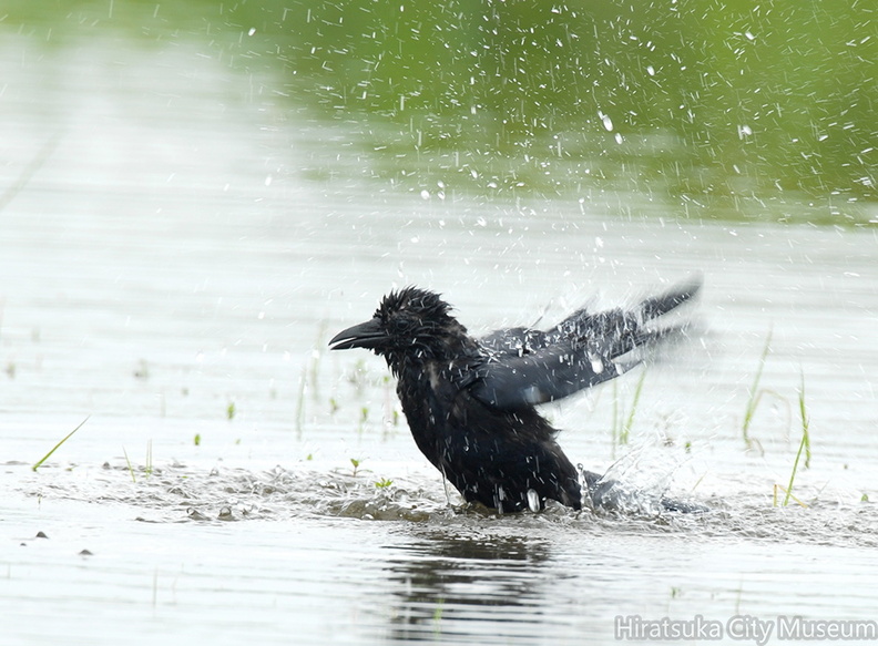 2008.08.28平塚ハシボソ水浴び(撮影 岡根武彦).jpg