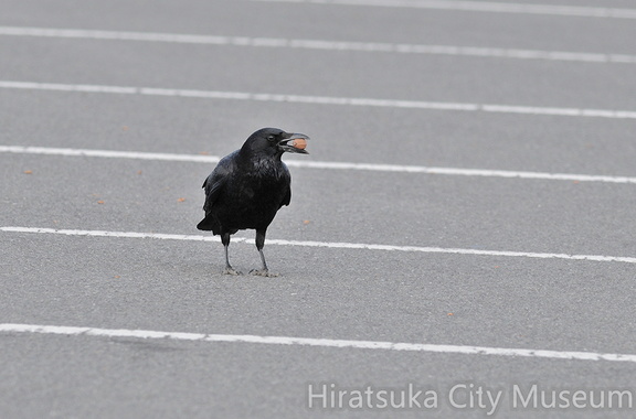 2011.01.05平塚ハシボソガラス (1)(撮影 岡根武彦)