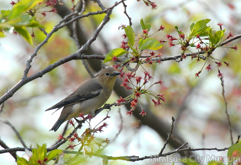 2008.04.15酒匂川コムクドリ♀(撮影 岡根武彦).jpg