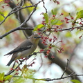2008.04.15酒匂川コムクドリ♀(撮影 岡根武彦)