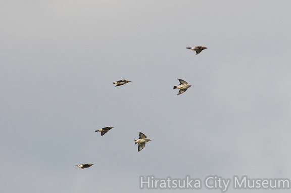 2015.08.11平塚コムクドリ平塚(撮影 岡根武彦)