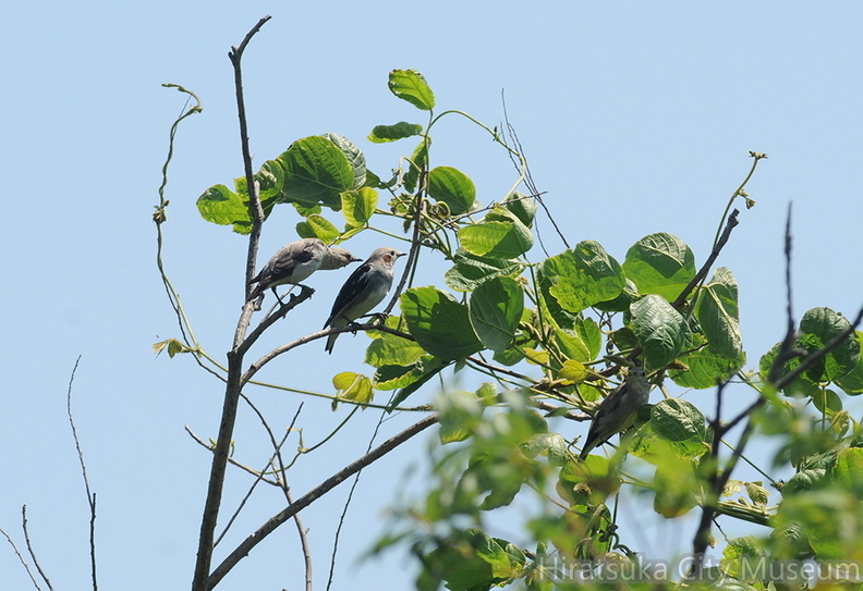 2015.08.22平塚コムクドリ(撮影 岡根武彦).jpg
