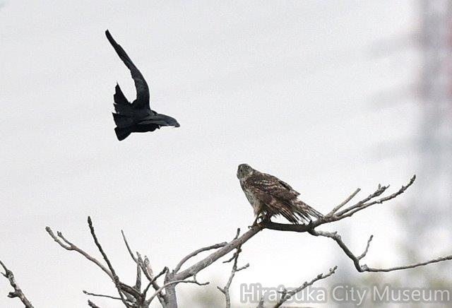 オオタカ若鳥2020.03.31花水川.jpg