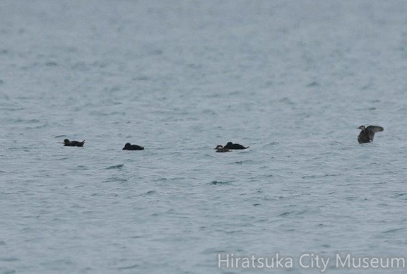 クロガモ♂3羽♀2羽2020.03.30茅ヶ崎