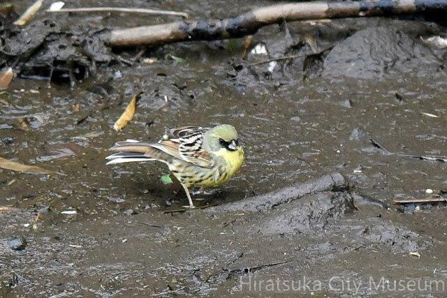 アオジ♂2020.03.29花水川3204.jpg