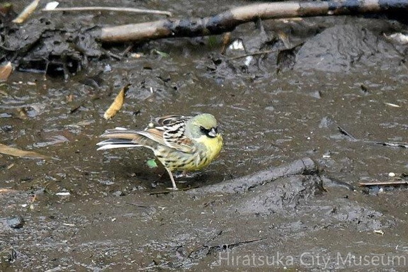 アオジ♂2020.03.29花水川3204