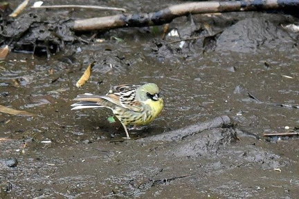 アオジ♂2020.03.29花水川3204