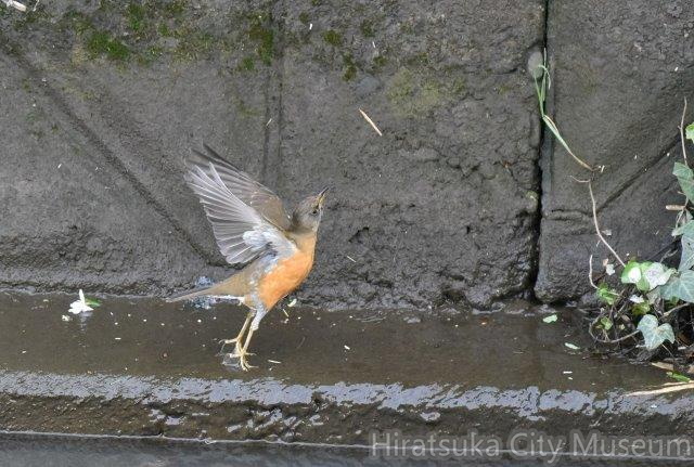 アカハラ2020.03.29花水川.jpg