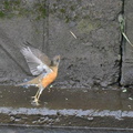 アカハラ2020.03.29花水川