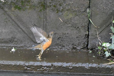 アカハラ2020.03.29花水川