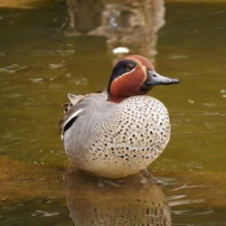 平塚とその周辺の鳥（鈴木真由美撮影）