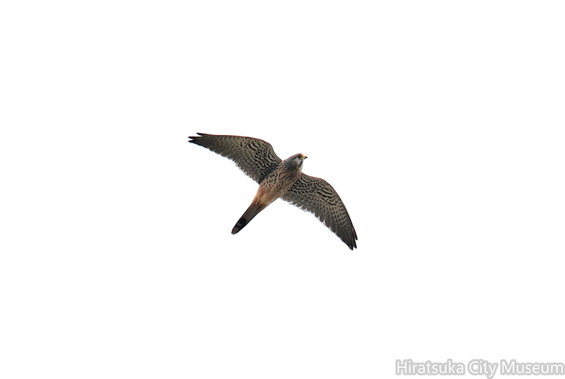 2000.11.30平塚チョウゲンボウ♂ （撮影　岡根武彦）.jpg