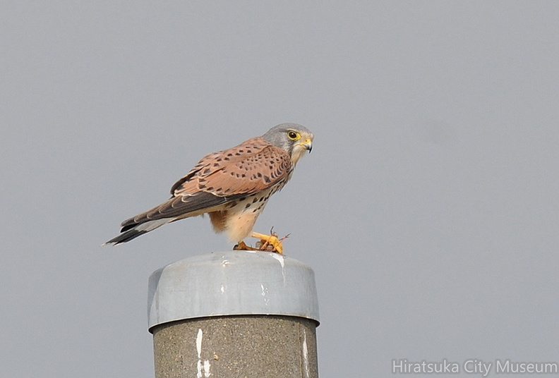 2000.11.30平塚チョウゲンボウ♂（撮影　岡根武彦）.jpg
