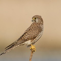 2007.02.06平塚チョウゲンボウ♀1（撮影　岡根武彦）