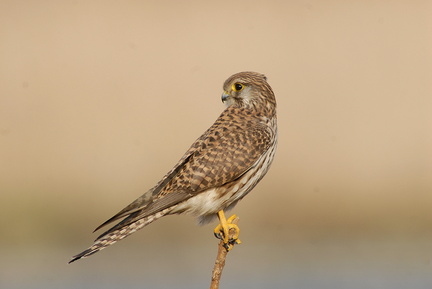 2007.02.06平塚チョウゲンボウ♀1（撮影　岡根武彦）