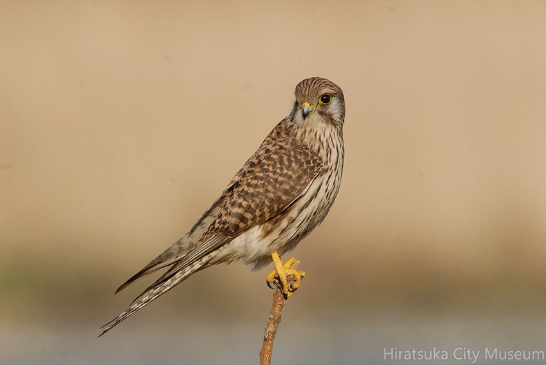 2007.02.06平塚チョウゲンボウ♀2（撮影　岡根武彦）.jpg