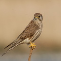 2007.02.06平塚チョウゲンボウ♀2（撮影　岡根武彦）