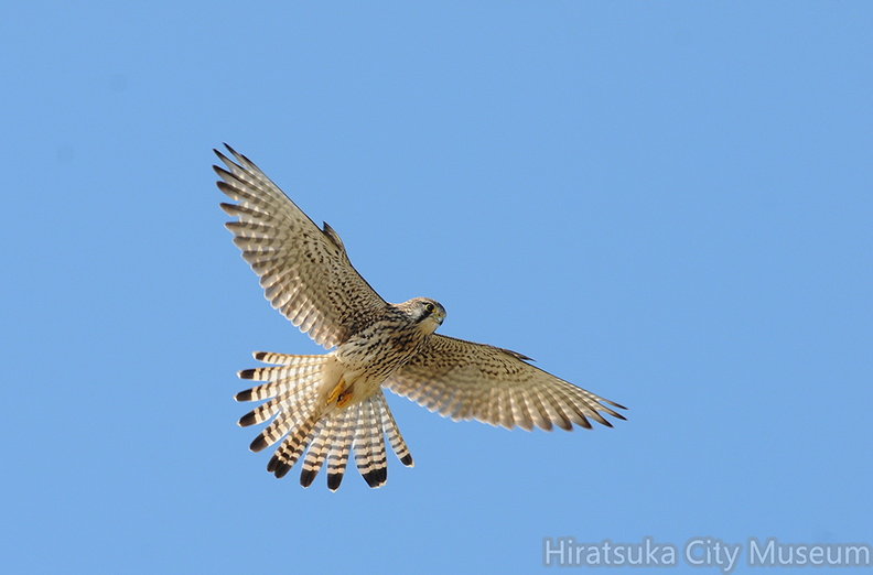 2011.12.19平塚チョウゲンボウ♀ （撮影　岡根武彦）.jpg