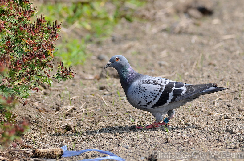 2011.06.04平塚ドバト♀（撮影　岡根武彦）.jpg