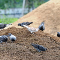 2013.09.14平塚ドバト（撮影　岡根武彦）