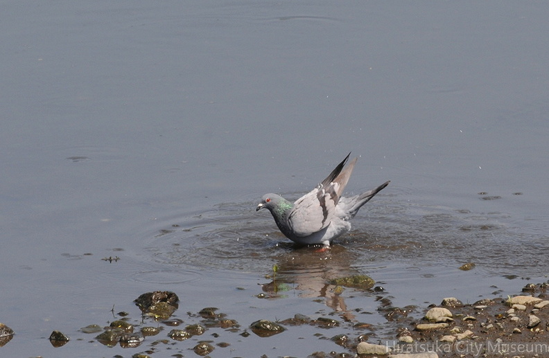 2015.05.02平塚ドバト水浴び（撮影　岡根武彦）.jpg
