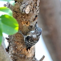 2014.07.31平塚コゲラ♂ (2)（撮影　岡根武彦）