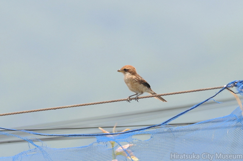 2014.05.30平塚モズ幼鳥♀（撮影　岡根武彦）.jpg