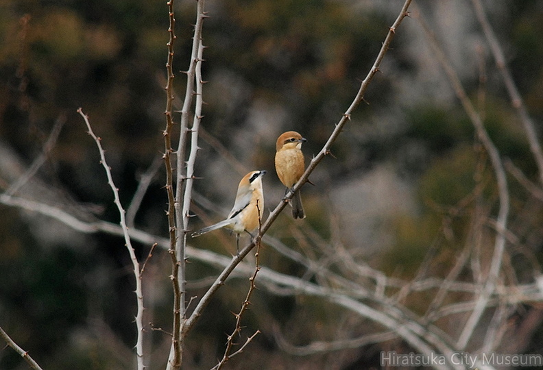 2007.02.10秦野モズ♂♀（撮影　岡根武彦）.jpg