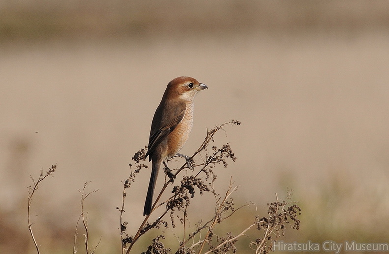 2012.01.18平塚モズ♀025（撮影　岡根武彦）.jpg