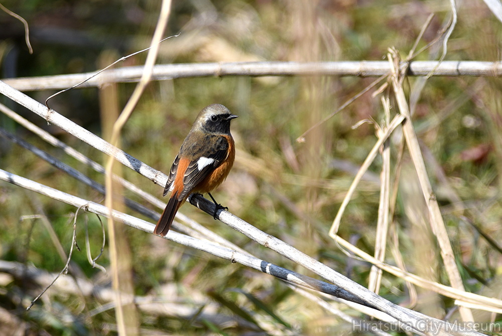 2016.02.04平塚ジョウビタキ♂（撮影　岡根武彦）