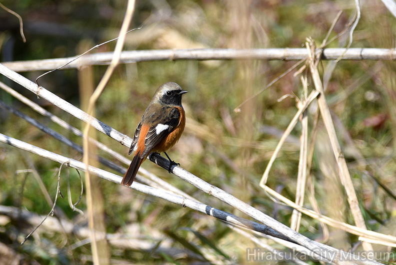2016.02.04平塚ジョウビタキ♂（撮影　岡根武彦）.jpg