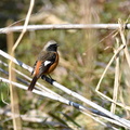 2016.02.04平塚ジョウビタキ♂（撮影　岡根武彦）