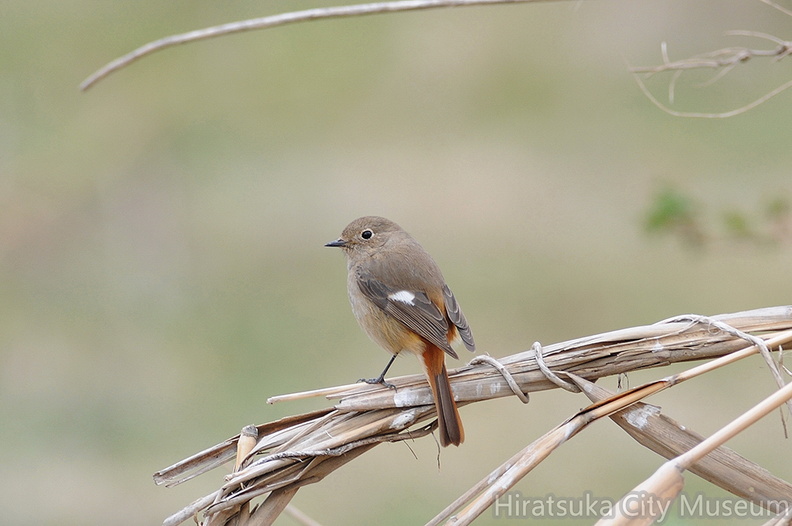 2012.03.30平塚ジョウビタキ♀（撮影　岡根武彦）.jpg