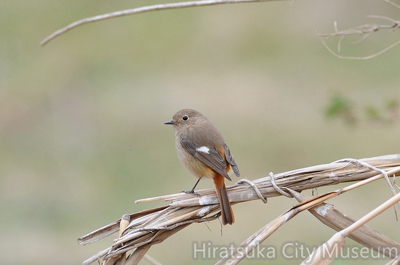 2012.03.30平塚ジョウビタキ♀（撮影　岡根武彦）