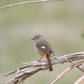 2012.03.30平塚ジョウビタキ♀（撮影　岡根武彦）