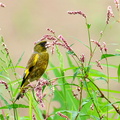 2010.07.05平塚カワラヒワ（撮影　岡根武彦）
