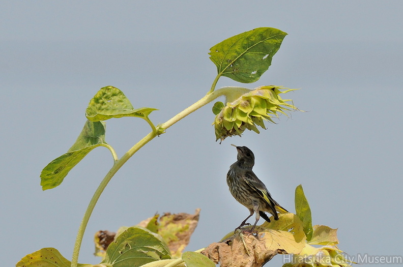 2010.08.20平塚カワラヒワ幼鳥（撮影　岡根武彦）.jpg