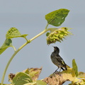 2010.08.20平塚カワラヒワ幼鳥（撮影　岡根武彦）